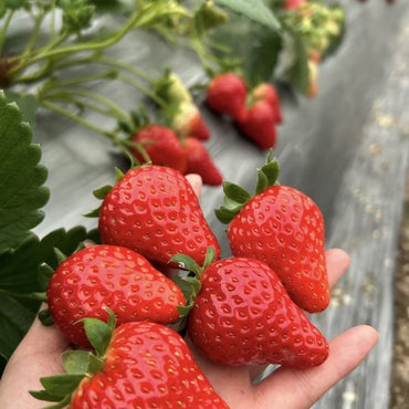 Dwarf Strawberry Seeds - Verdseeds