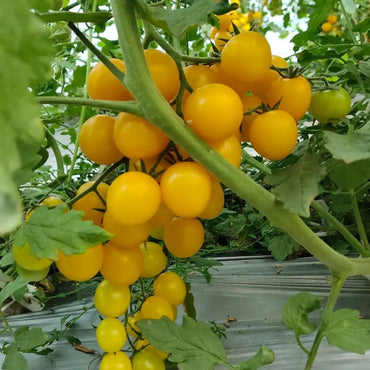 Dwarf Yellow Tomato Seeds - Verdseeds