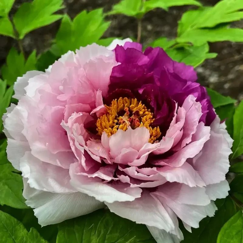 Er Qiao Tree Peony Seeds - Verdseeds