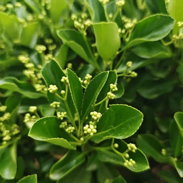 Evergreen Lawn Grass Seeds - Verdseeds