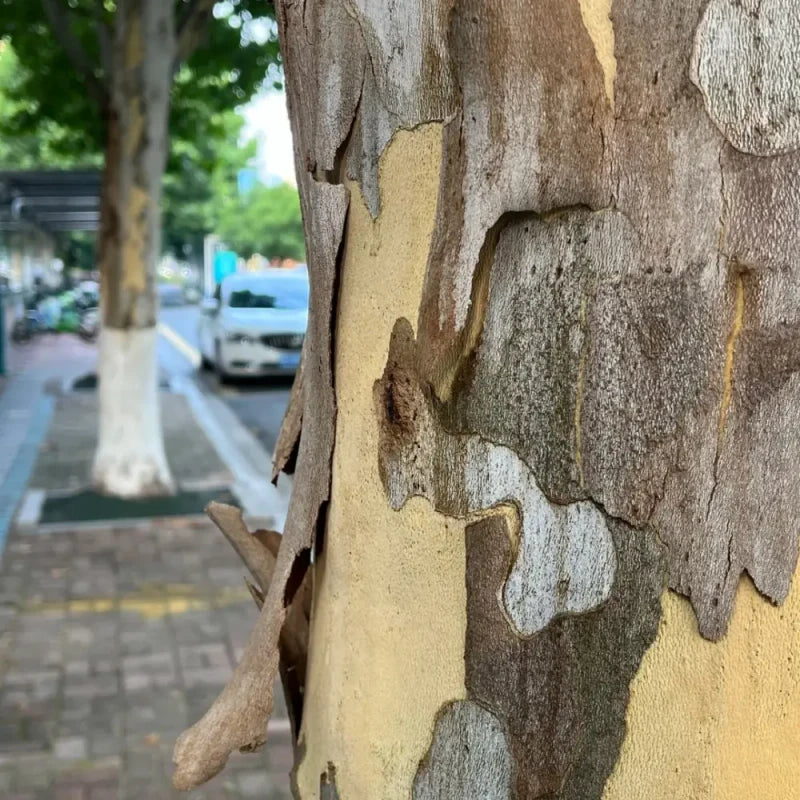 London Plane Tree Seeds