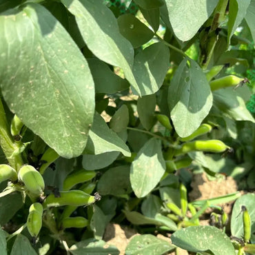 Fava Bean Seeds - Verdseeds