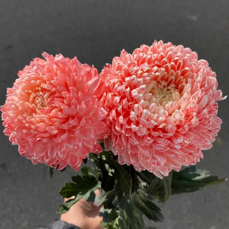 Pink Double Chrysanthemum Seeds