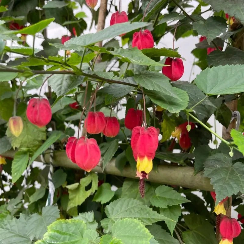 Fiery Red Flowering Maple Seeds - Verdseeds