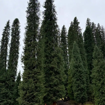 Fir Tree Seeds - Verdseeds