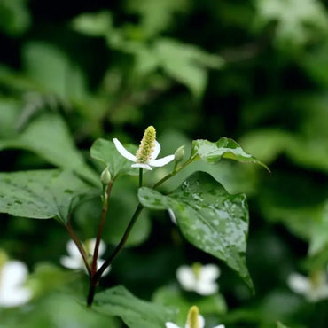 Fish Mint Seeds - Verdseeds