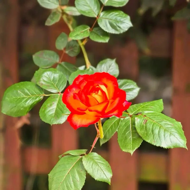 Flame Garden Rose Seeds - Verdseeds