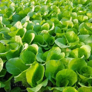 Four Seasons Butter Bok Choy Seeds - Verdseeds