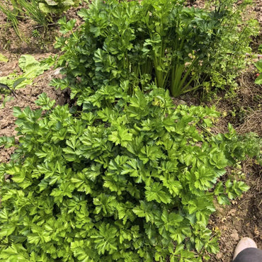 Four Seasons Small Leaf Celery Seeds - Verdseeds