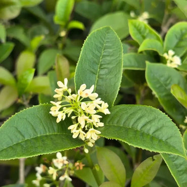 Four Seasons Sweet Osmanthus Seeds - Verdseeds