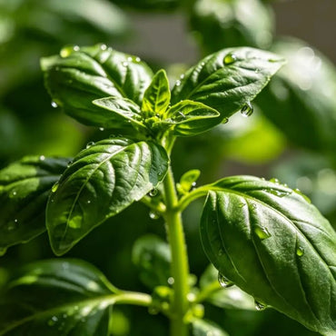 Fragrant Basil Seeds - Verdseeds