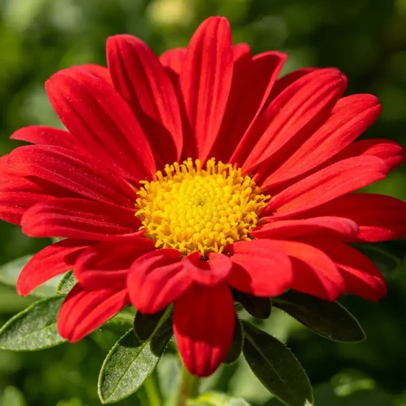Fresh Red Pyrethrum Seeds - Verdseeds