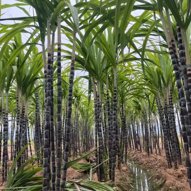 Sugarcane Seeds