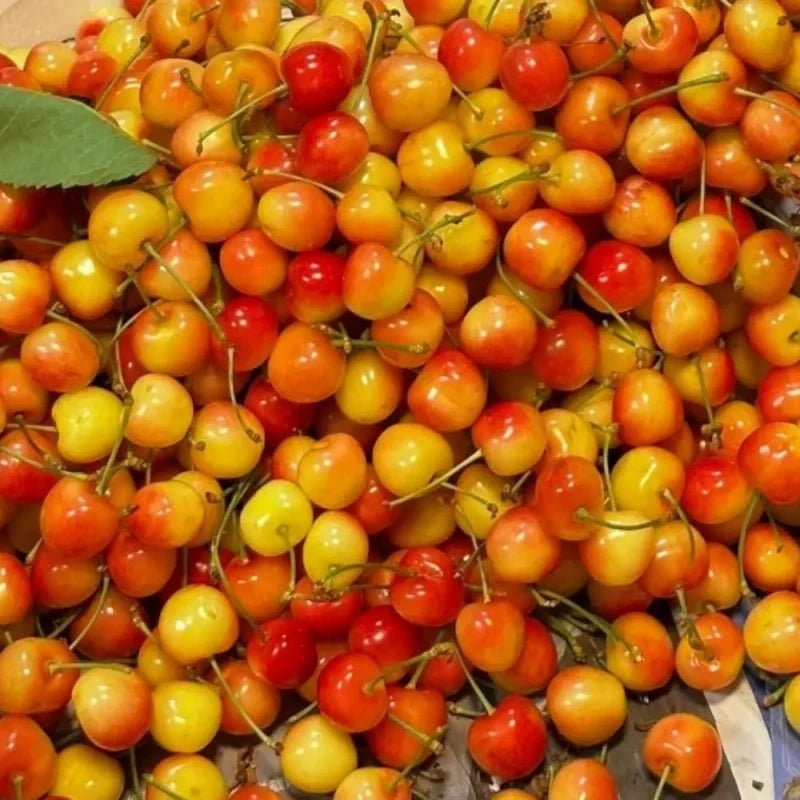 General Sweet Cherry Seeds - Verdseeds