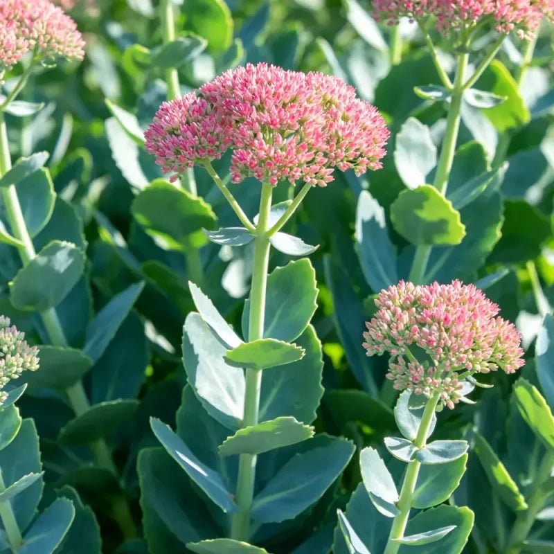 German Stonecrop Seeds - Verdseeds