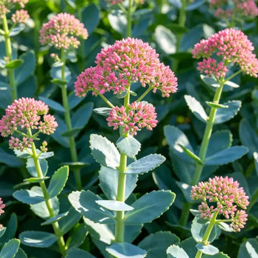 German Stonecrop Seeds - Verdseeds