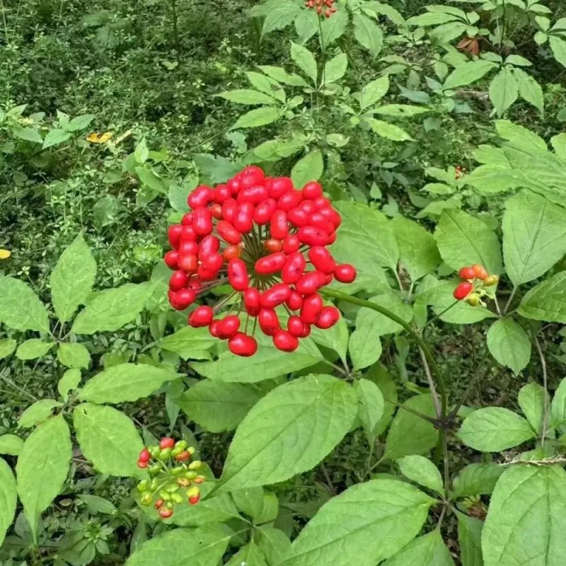 Ginseng Seeds - Verdseeds