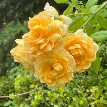 Golden Celebration Rose Seeds - Verdseeds