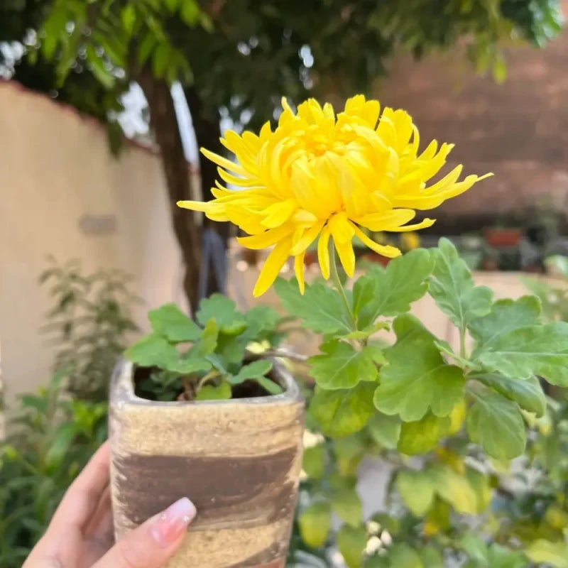 Golden Emperor Edible Chrysanthemum Seeds - Verdseeds