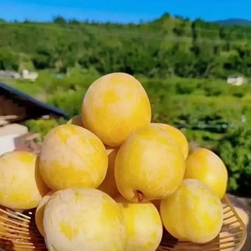 Golden Nai Plum Seeds - Verdseeds