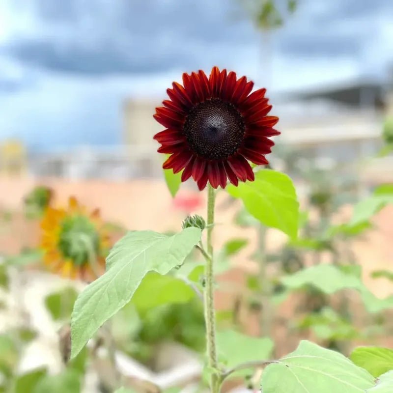 Good Fortune Sunflower Seeds - Verdseeds