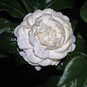 Grand Duke of Tuscany Jasmine Seeds - Verdseeds