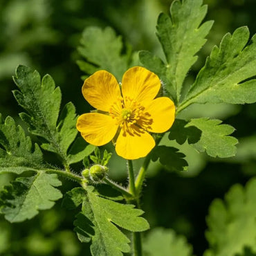 Greater Celandine Seeds - Verdseeds