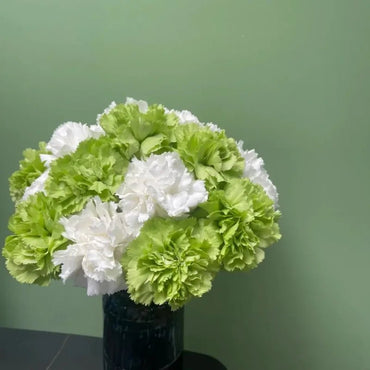 Green and White Carnation Seeds - Verdseeds