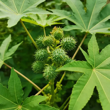 Green Castor Bean Seeds - Verdseeds