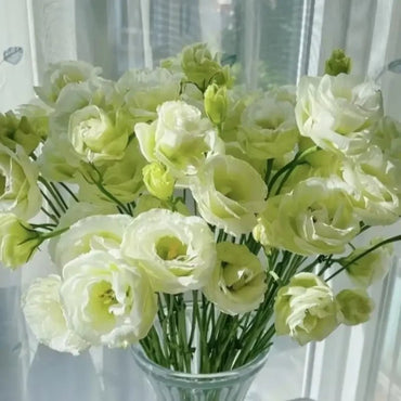 Green Lisianthus Seeds - Verdseeds