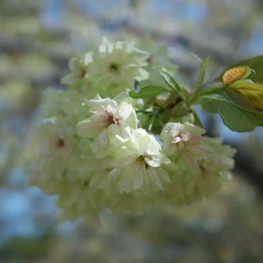 Gyoiko Flowering Cherry Seeds - Verdseeds