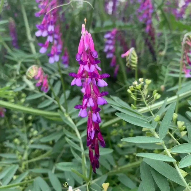 Hairy Vetch Seeds - Verdseeds