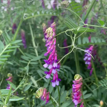 Hairy Vetch Seeds - Verdseeds