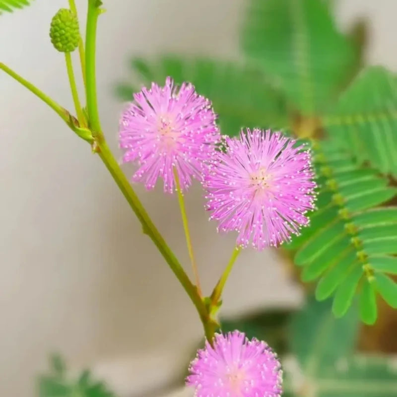 Sensitive Plant Seeds