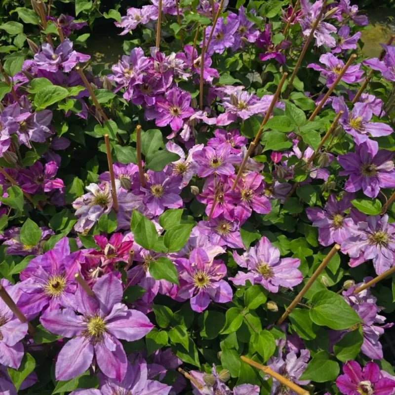 Happy Birthday Clematis Seeds - Verdseeds