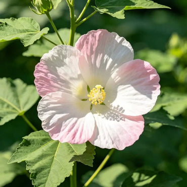 Hardy Hibiscus Seeds - Verdseeds
