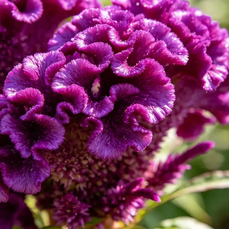 Head Shaped Purple Cockscomb Seeds - Verdseeds