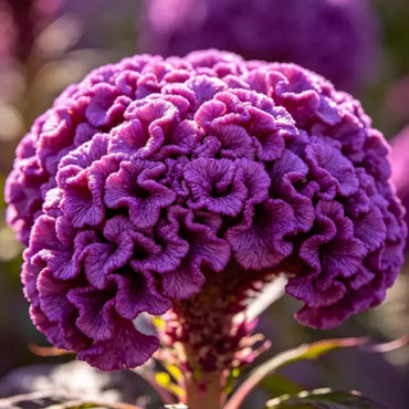 Head Shaped Purple Cockscomb Seeds - Verdseeds