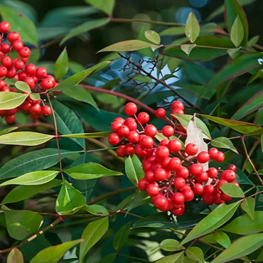 Heavenly Bamboo Seeds - Verdseeds