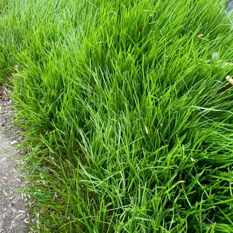 Annual Ryegrass Seeds