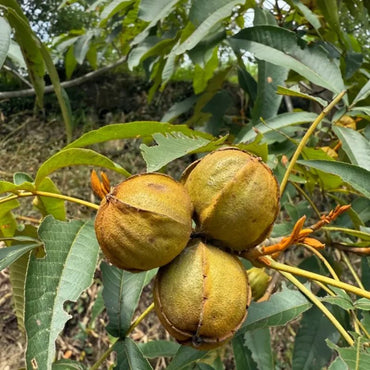 Hickory Seeds - Verdseeds