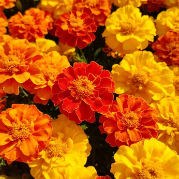 High Pole Color Mixed Calendula(Pot Marigold) Seeds - Verdseeds
