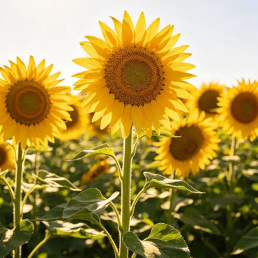 High pole yellow Sunflower Seeds - Verdseeds