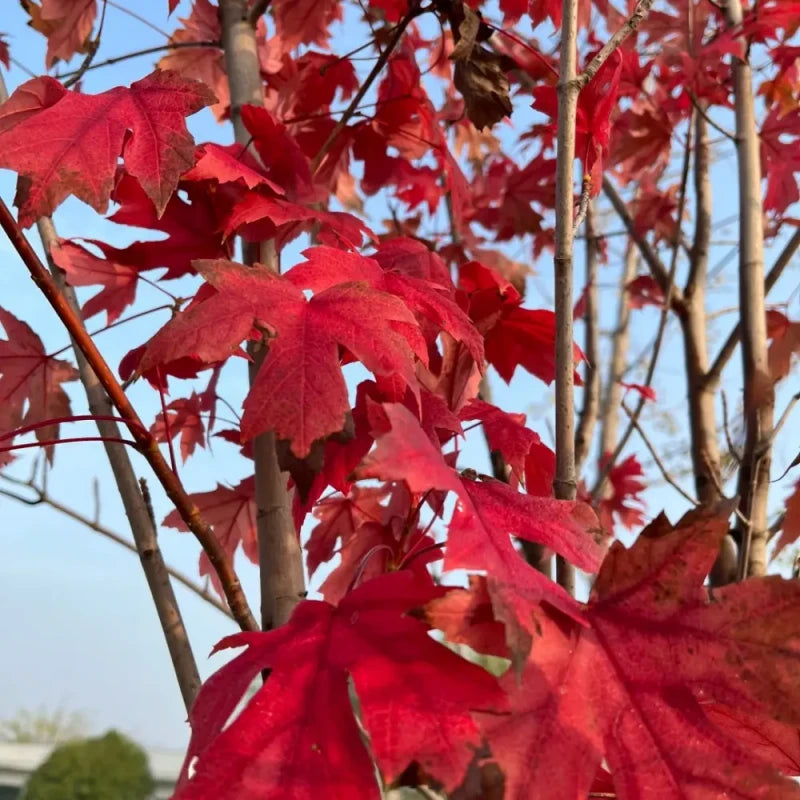 Red Maple Seeds