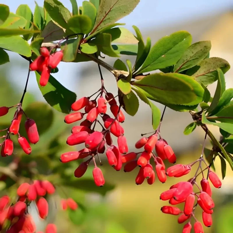 Cornelian Cherry Seeds