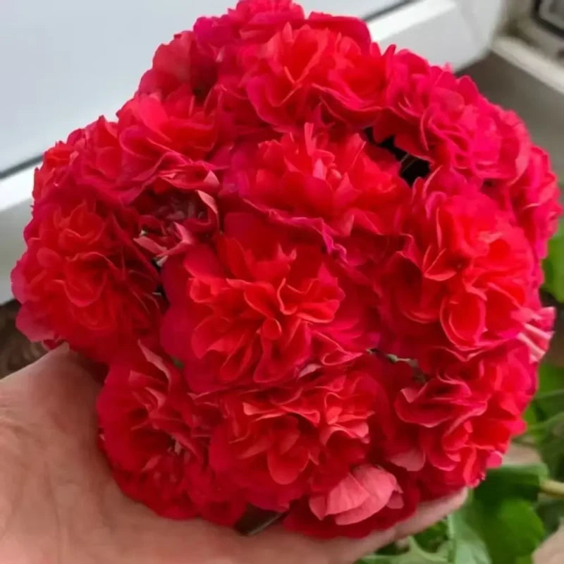 Vivid Red Double Geranium Seeds