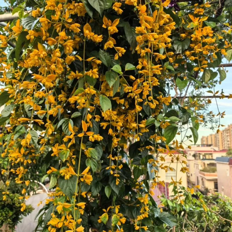Golden Wisteria Seeds
