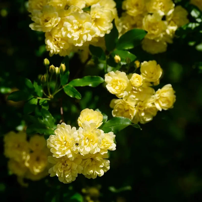 Yellow Lady Banks' Rose Seeds