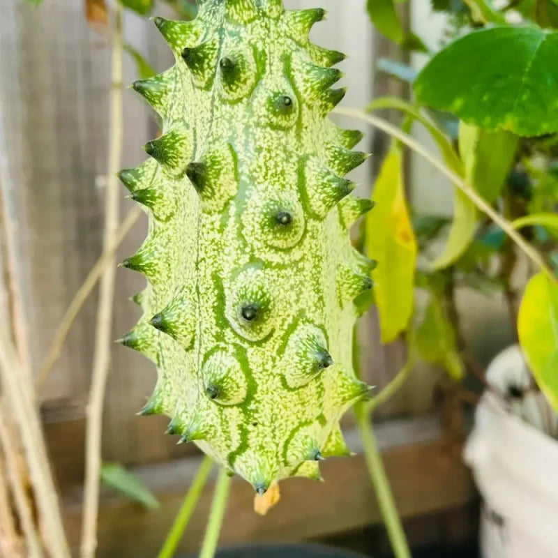 Kiwano Seeds