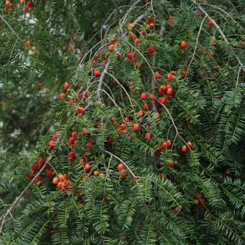 Hybrid Yew Seeds - Verdseeds